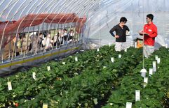 世界一のイチゴ目指して品種開発　海外流出阻止にも対応策