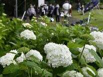 色とりどりの花、雨で輝く　大田原であじさいまつり開幕