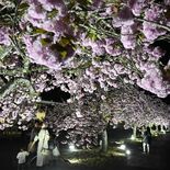夜空に映えるぼたん桜、1週間先まで見頃 「芳賀温泉ロマンの湯」風物詩