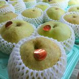 天候恵まれ大玉に　高級ナシ「かおり」収穫最盛期　大田原