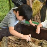 世界のカブトムシやクワガタが集結　那須どうぶつ王国で企画展　ヘラクレス…
