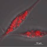 世界初、ウナギの脂を連続生産できる細胞の樹立に成功
