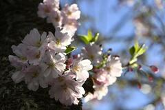 小山の思川桜開花