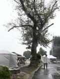 大谷北小（小山）の桜 復活へ