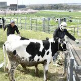 のびのび大きく育ってね　大田原の大野放牧場で牛入牧