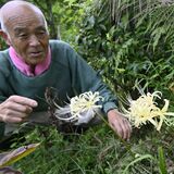 赤色の中に混じって白いヒガンバナ開花　日光の深海さん方の園庭