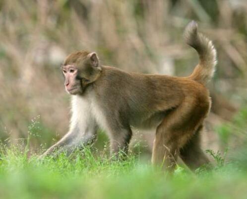 　千葉県内に生息する特定外来生物のアカゲザル（千葉県提供）
