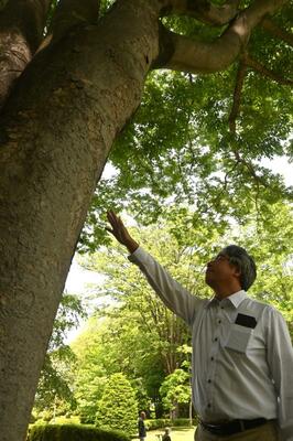 キマダラカメムシがよく集まるケヤキの木の前で生態を説明する栗原さん＝５月中旬、宇都宮市睦町