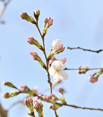 つぼみが開き始めた宇都宮地方気象台のソメイヨシノの標本木＝24日午前９時45分、宇都宮市明保野町