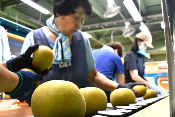 幸水を選別する作業員