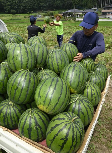 軽トラックに山積みされた「与一西瓜」＝16日午前９時55分、大田原市藤沢