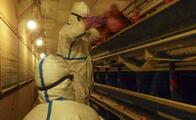 【独自】鳥インフル防疫で心身不調訴え