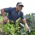 冬ブロッコリーで栃木県内初の「指定産地」に　ＪＡおやま管内　安定生産や評価向上に期待の声