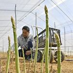 にょっきり顔出す春芽、アスパラガス収穫ピーク　上三川　「太くて柔らかく、甘い」