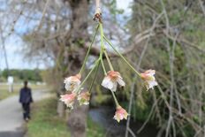 季節外れのシダレザクラ　壬生の用水路脇で咲く