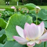 ゴルファー楽しませるピンクの花　大田原・那須野ケ原CCでハス開く　“池…