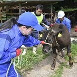 矢板高で初の家畜避難訓練　全国大会最高賞の珍しい取り組み　牛を素早く放…