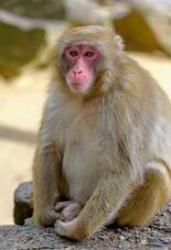 食いしん坊の「ダブリュ」が優勝