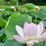ゴルファー楽しませるピンクの花　大田原・那須野ケ原CCでハス開く　“池ポチャ”には要注意