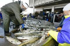 北海道の秋サケ漁獲数、４７％減