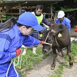矢板高で初の家畜避難訓練　全国大会最高賞の珍しい取り組み　牛を素早く放牧場へ