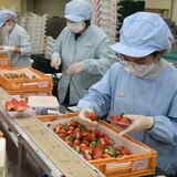 分業、技術力で解決探る　産地維持へ負担軽減必要