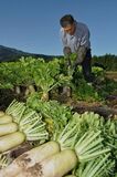＜64＞沢水と冷涼な風土の恵み　「日本一」の名声受け継ぐ  