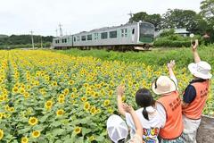 ２３万本 大輪鮮やか