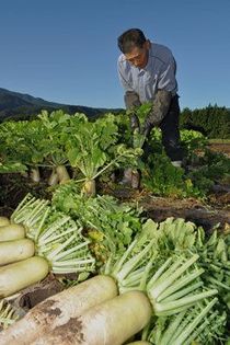 ＜64＞沢水と冷涼な風土の恵み　「日本一」の名声受け継ぐ  