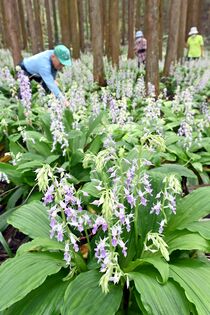 ナツエビネ見頃