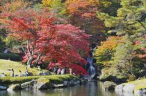 鹿沼・古峯神社で紅葉見頃