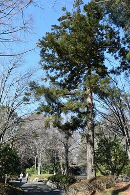 公園に生えるスギ