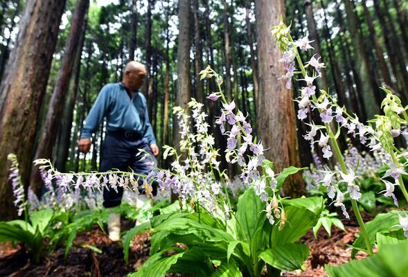 見頃を迎え、かれんな花を咲かせるナツエビネ＝９日午前11時55分