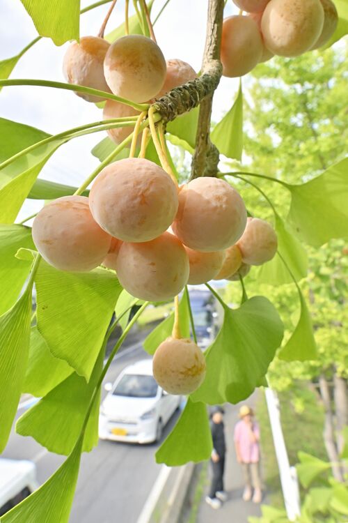 鈴なりに実ったギンナン=30日午後2時35分、栃木市川原田町