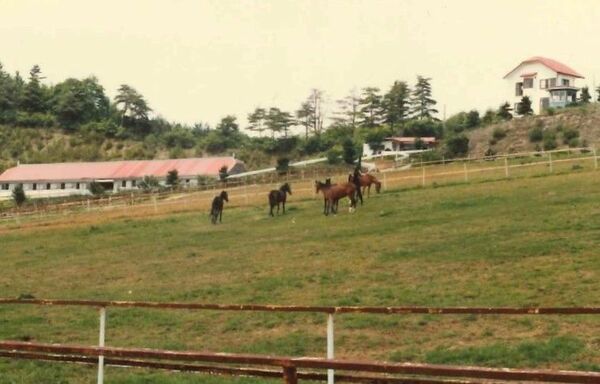 １９８４年ごろの牧場の風景。山林を開拓した敷地には厩舎や従業員用の住宅も建てられていた（佐野圭子さん提供）