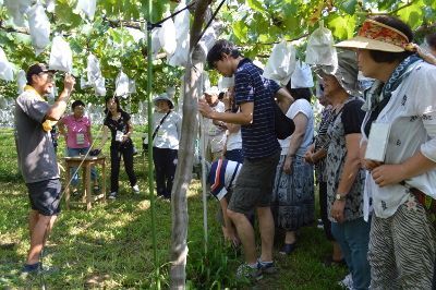 小林ぶどう園　説明