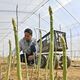 にょっきり顔出す春芽、アスパラガス収穫ピーク　上三川　「太くて柔らかく、甘い」