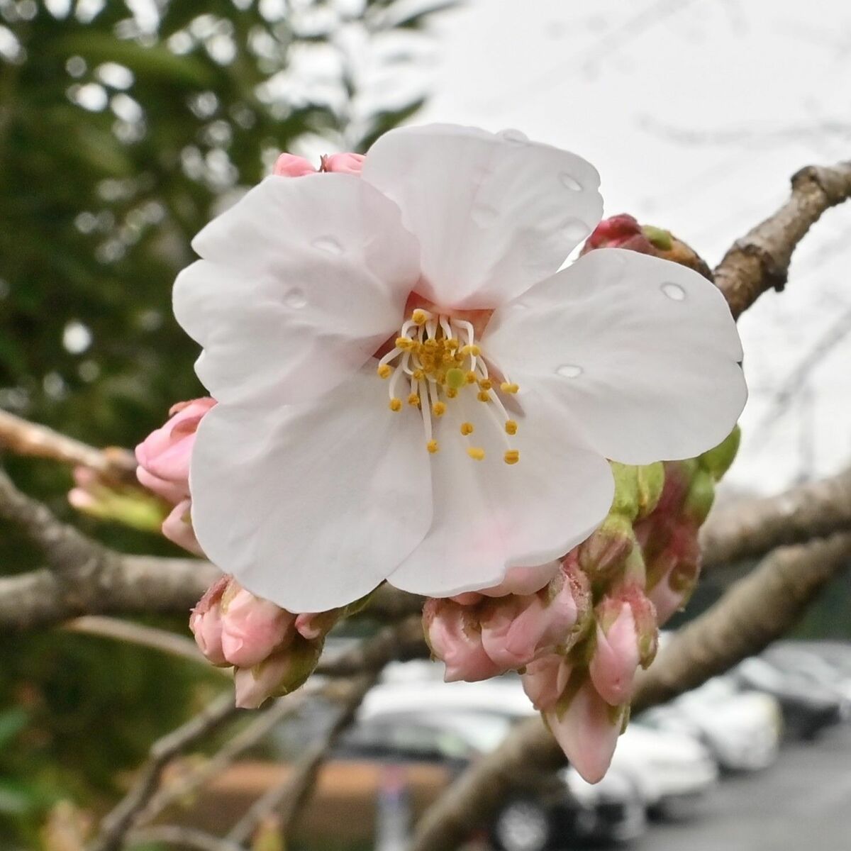 宇都宮で桜開花 平年より2日早く｜県内主要,社会,地域の話題,速報