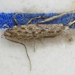 南米原産の害虫「トマトキバガ」栃木県内初確認　農作物生産者に県が注意呼…