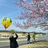 熱気球に乗って、空から眺める桜景色　さくら・ゆうゆうパークで「桜宴」　…