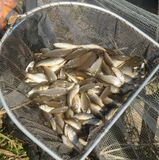 希少なキンブナ養殖13キロ水揚げ　サシバの里協議会