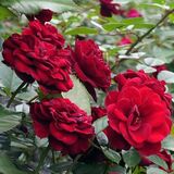 バラ550種華やかに　とちぎ花センター園内彩る