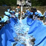 稚アユ６千匹を清流へ　茂木で放流会　園児ら 歓声上げながら見送る
