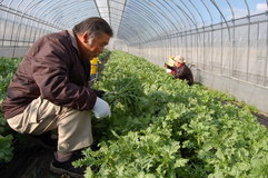 旬迎える“食べる風邪薬”　鍋料理の定番・春菊　夜間の温度管理に気配り  