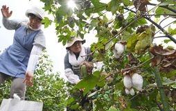 綿花が摘み取りシーズン　真岡