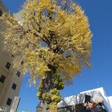 宇都宮の「大いちょう」今年も鮮やかに　樹齢400年のシンボル