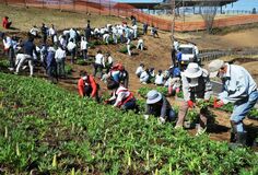 今年はルピナス３万本　鹿沼・花木センターで植栽作業が始まる