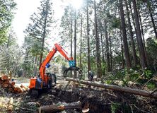 五輪選手村建設用の木材伐採進む 矢板