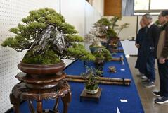 国風展入選のゴヨウマツも