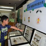 格言登場の虫を紹介　矢板市図書館に12標本箱　夏休みイベント